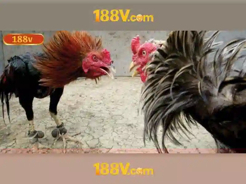 Việt Vị Trong Bóng Đá