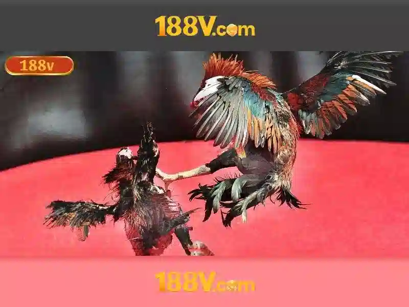 Trải nghiệm người dùng và phản hồi từ cộng đồng